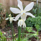 Thalia Narcissi Bulbs