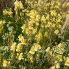 Toadflax, Common (Linaria vulgaris) Plant