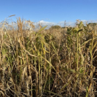 Top Flush Millet Mix