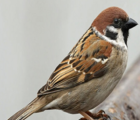 CSS10/TS Wild Bird Mixture - Tree Sparrow (1 year) AB9