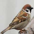 CSS10/TS Wild Bird Mixture - Tree Sparrow (1 year) AB9