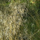 Tufted Hair-grass (Desch. caespitosa) Seeds