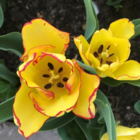 Akebono Tulip Bulbs