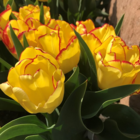 Akebono Tulip Bulbs
