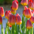 Amberglow Tulip Bulbs