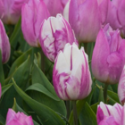 Flaming Prince Tulip Bulbs