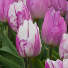 Flaming Prince Tulip Bulbs