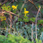 BS Wild Tulip Bulbs 'In The Green' (Tulipa sylvestris)