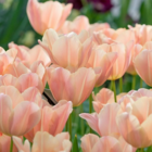 Apricot Foxx Tulip Bulbs