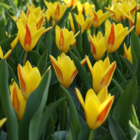 Giuseppe Verdi Tulip Bulbs