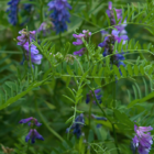 Vetch Seed (Vicia sativa) - (Organic)