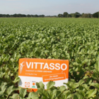 VITTASSO Brown Mustard Seed (Brassica juncea)