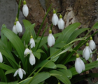 BS Snowdrop (Woronow, Green) Bulbs (Galanthus woronowii)