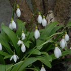 BS Snowdrop (Woronow, Green) Bulbs (Galanthus woronowii)
