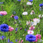 ColourMax 8 - Cornflower Splash