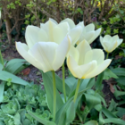 White Dream Tulip Bulbs