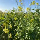 White Mustard Seed (Sinapsis alba)