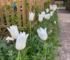 White Triumphator Tulip Bulbs