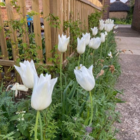 White Triumphator Tulip Bulbs