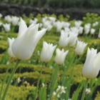 White Triumphator Tulip Bulbs