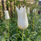 White Triumphator Tulip Bulbs