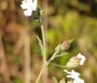 Campion, White (Silene alba) Plant