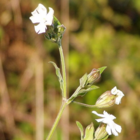 Campion, White (Silene alba) Plant