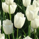 White Dream Tulip Bulbs