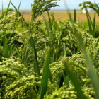 White Millet Seed