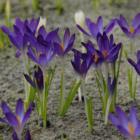 Whitewell Purple Specie Crocus Bulbs