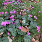 BS Cyclamen Tubers (Cyclamen hederifolium)