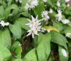 BS Wild Garlic Bulbs (Allium ursinum)