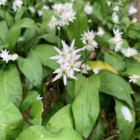 BS Wild Garlic Bulbs (Allium ursinum)