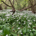 BS Wild Garlic Bulbs (Allium ursinum)