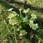 Primrose, Wild (Primula vulgaris) Plant