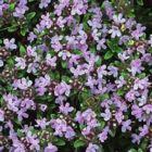 Thyme, Wild (Thymus polytrichus) Plant