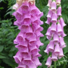 Foxglove, Wild (Digitalis purpurea) Plant