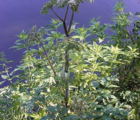 Angelica, Wild (Angelica sylvestris) Plant