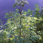 Angelica, Wild (Angelica sylvestris) Plant