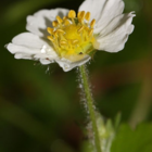 Strawberry, Wild (Fragaria vesca) Plant