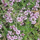 Thyme, Wild (Thymus polytrichus) Plant