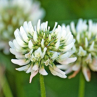 White Clover Seed (Trifolium repens)