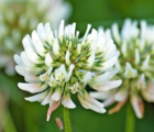 Clover, Wild White (Trifolium repens) Plant