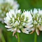 Clover, Wild White (Trifolium repens) Plant