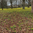 BS Winter Aconites Bulbs 'In The Green' (Eranthis hyemalis)