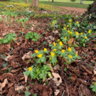 BS Winter Aconites Bulbs 'In The Green' (Eranthis hyemalis)