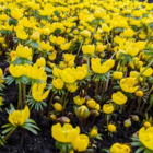 BS Winter Aconites Bulbs 'In The Green' (Eranthis hyemalis)