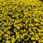 BS Winter Aconites Bulbs 'In The Green' (Eranthis hyemalis)