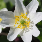 BS Wood Anemone Rhizomes (Anemone nemorosa)