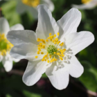 BS Wood Anemone Rhizomes (Anemone nemorosa)